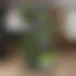 Augalų vazonų stovas | POTSTAGE