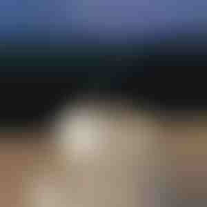 Raminantis aromato difuzorius | MEDUSAMIST