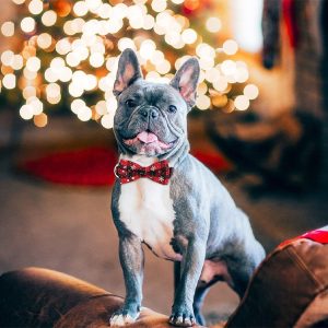 Šventinis apykaklės antkaklis šunims su snaigėmis | DOGICOLLAR