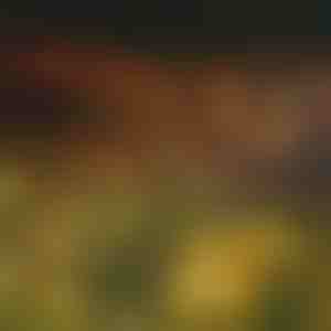 Sodo saulės energijos šviestuvai (šilta šviesa) | SOMPEX